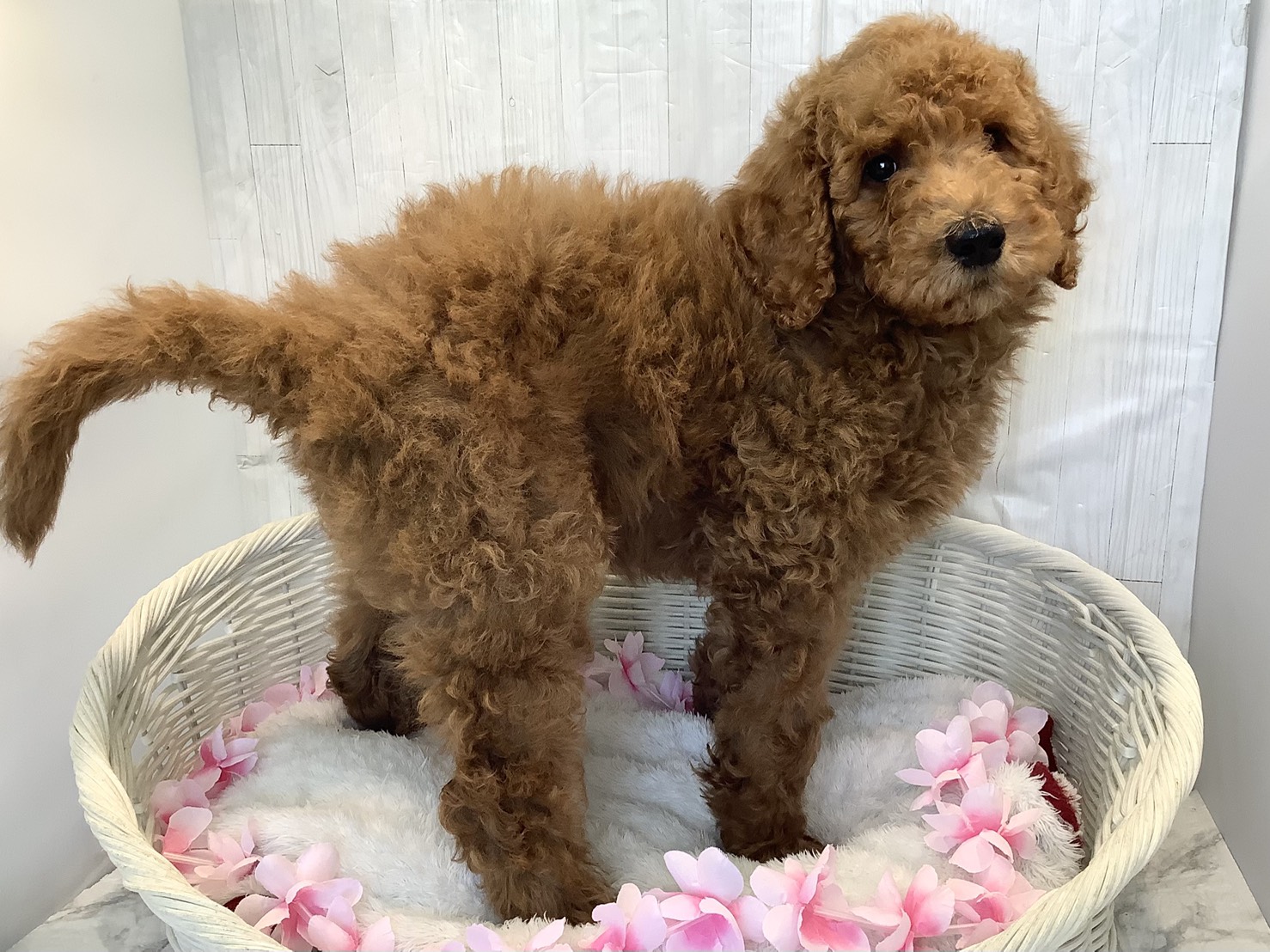 愛知県のスタンダードプードル (ペッツワン稲沢ハーモニーランド店/2026年2月1日生まれ/女の子/レッド)の子犬の2枚目の画像