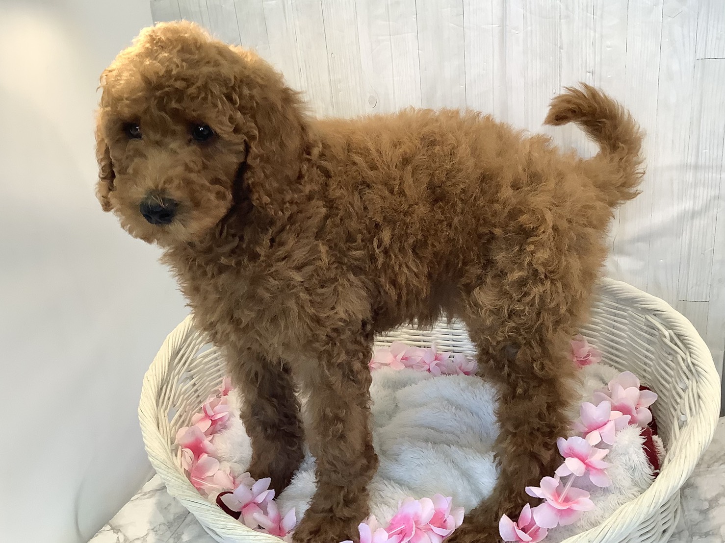 愛知県のスタンダードプードル (ペッツワン稲沢ハーモニーランド店/2026年2月1日生まれ/女の子/レッド)の子犬の3枚目の画像