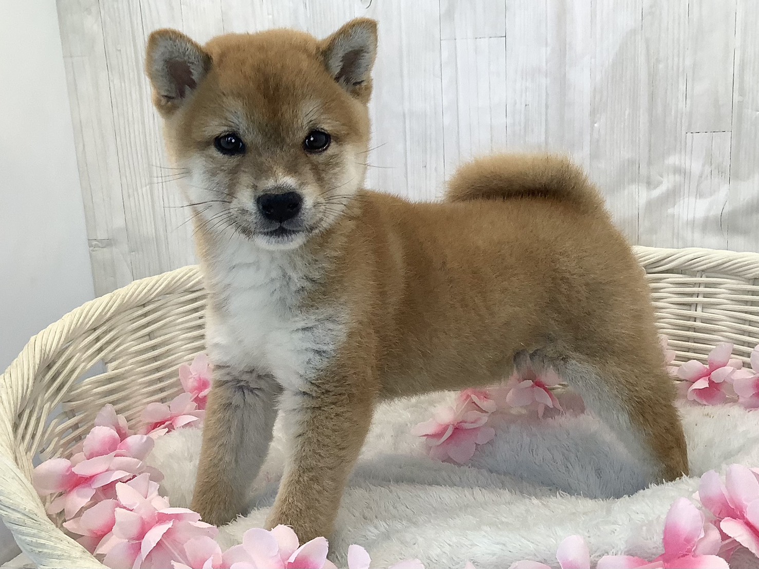 神奈川県の柴犬(標準サイズ) (マルエスペット相模大野店/2026年2月7日生まれ/女の子/赤)の子犬の3枚目の画像