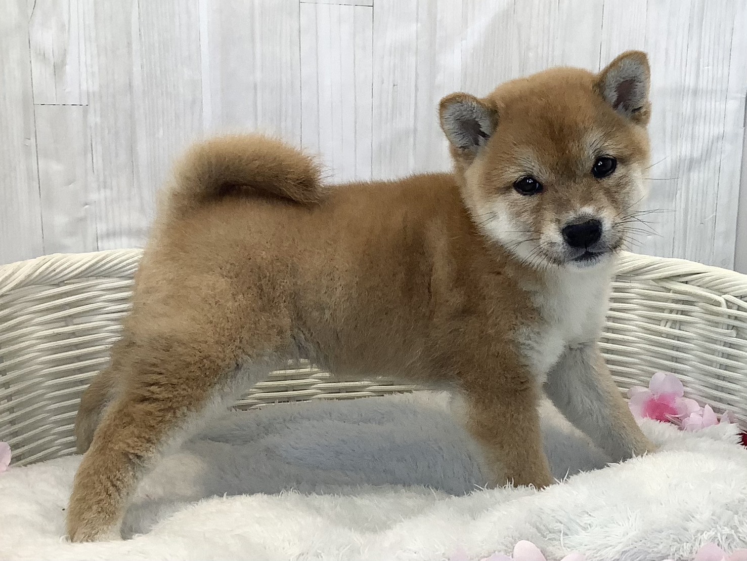 神奈川県の柴犬(標準サイズ) (マルエスペット相模大野店/2026年2月7日生まれ/女の子/赤)の子犬の2枚目の画像