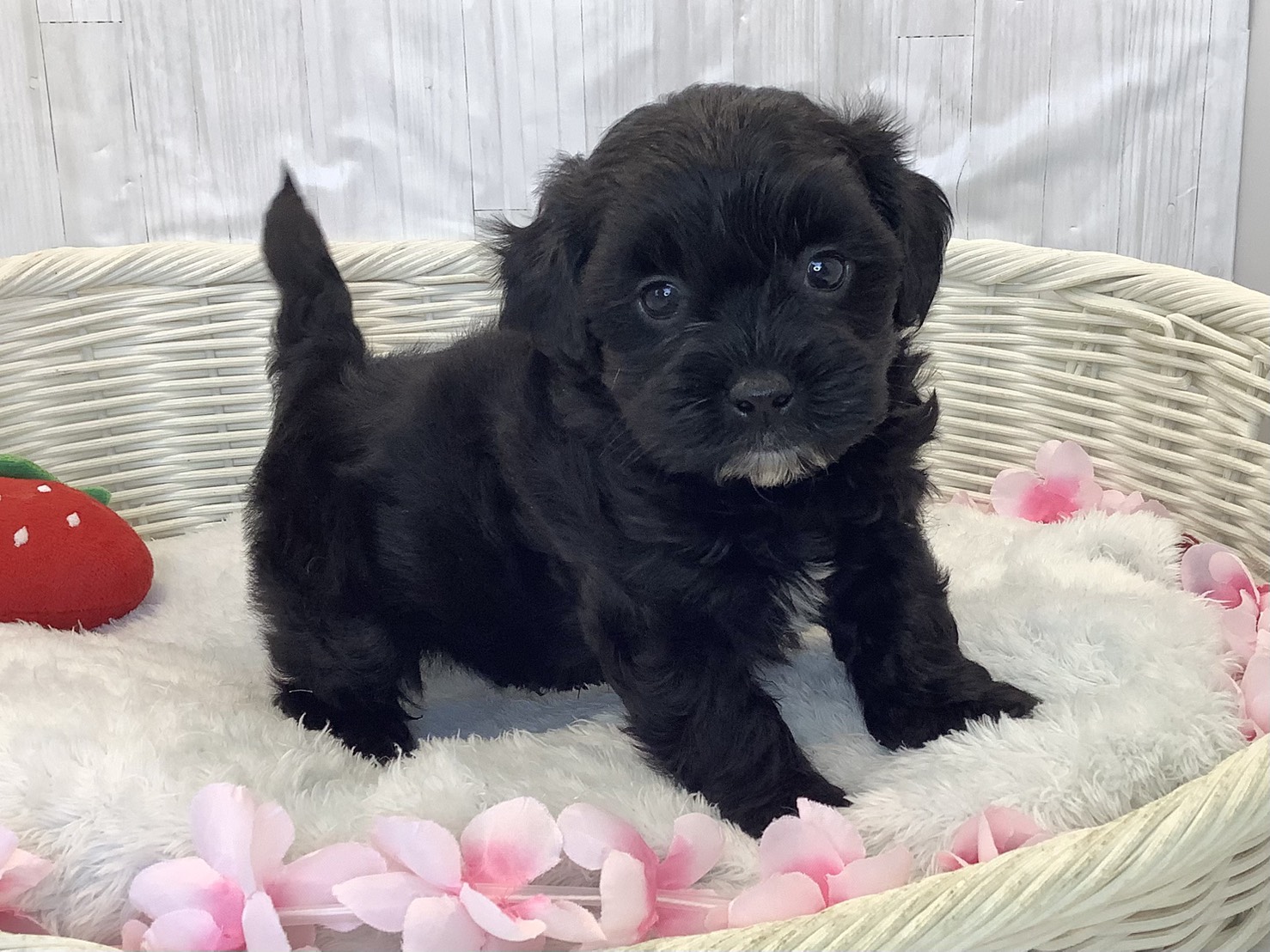 静岡県のハーフ (マルエスペット清水駒越店/2026年2月9日生まれ/男の子/ブラック)の子犬の2枚目の画像