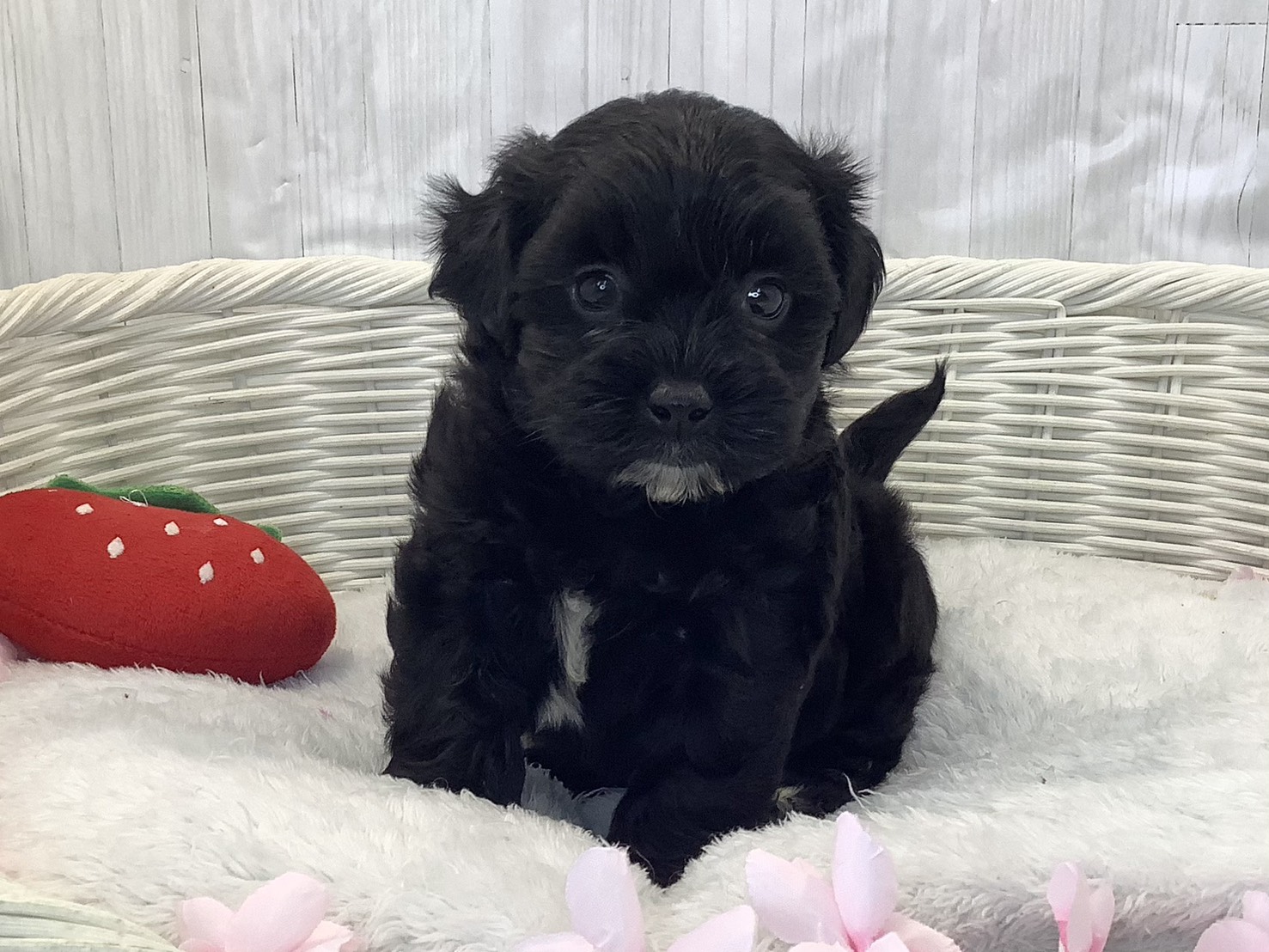 静岡県のハーフ (マルエスペット清水駒越店/2026年2月9日生まれ/男の子/ブラック)の子犬の1枚目の画像