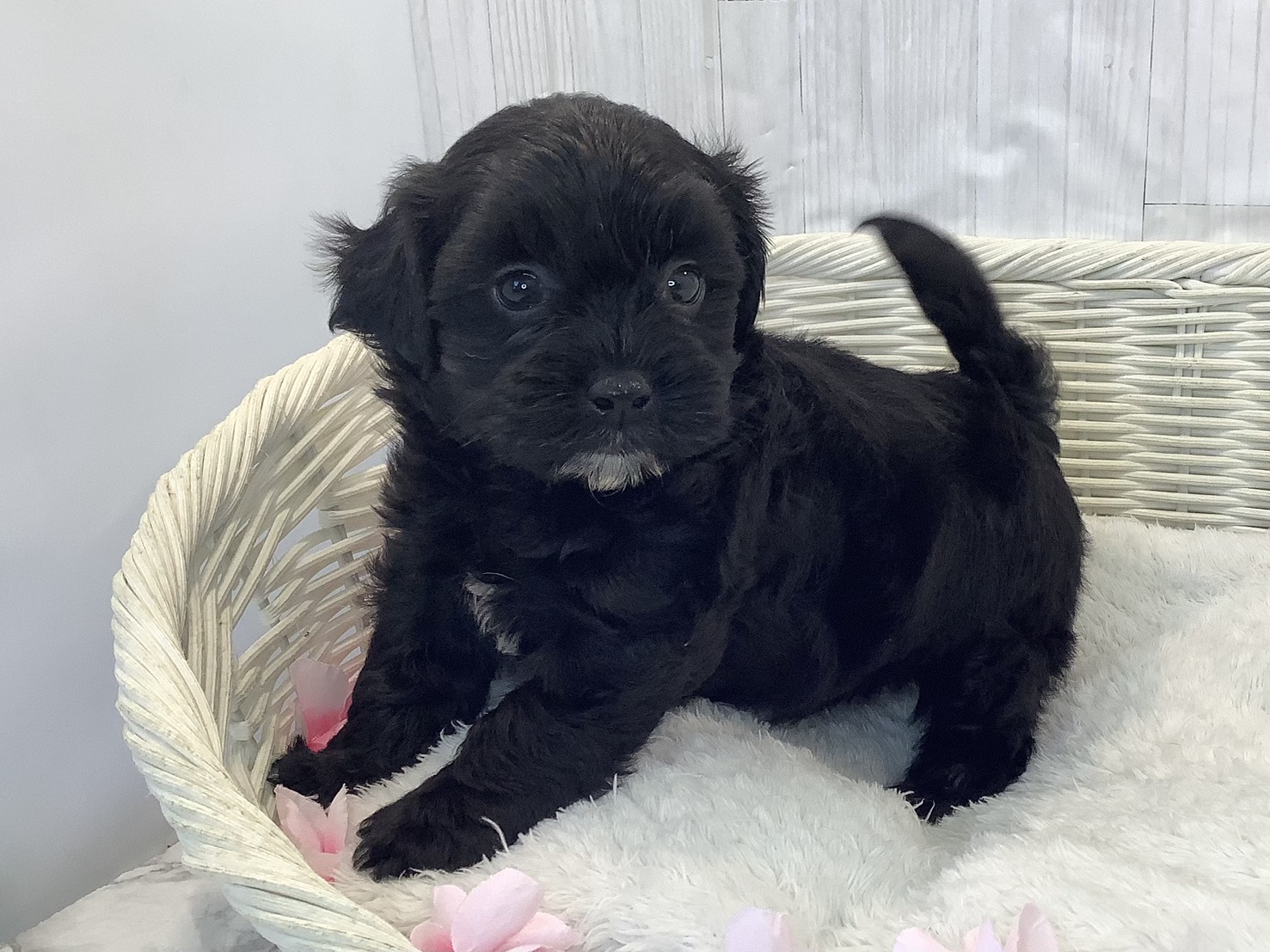 静岡県のハーフ (マルエスペット清水駒越店/2026年2月9日生まれ/男の子/ブラック)の子犬の3枚目の画像