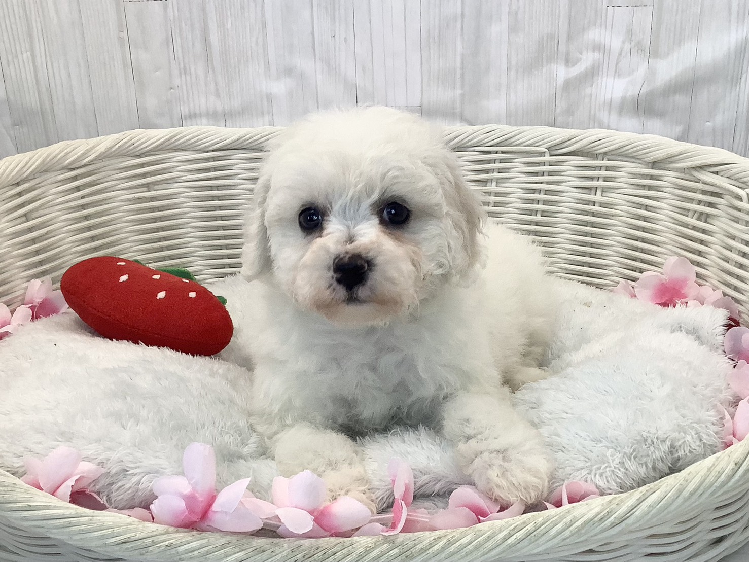 奈良県のビションフリーゼ (マルエスペット はんな店/2026年2月8日生まれ/女の子/ホワイト)の子犬の1枚目の画像
