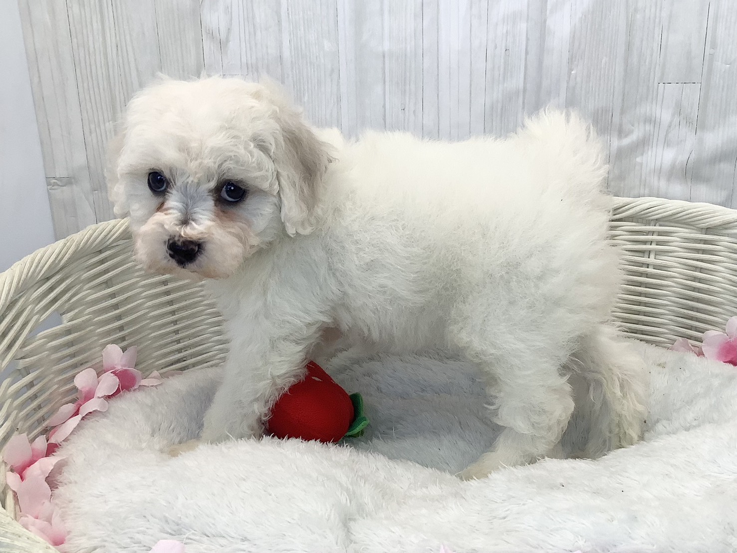 奈良県のビションフリーゼ (マルエスペット はんな店/2026年2月8日生まれ/女の子/ホワイト)の子犬の3枚目の画像