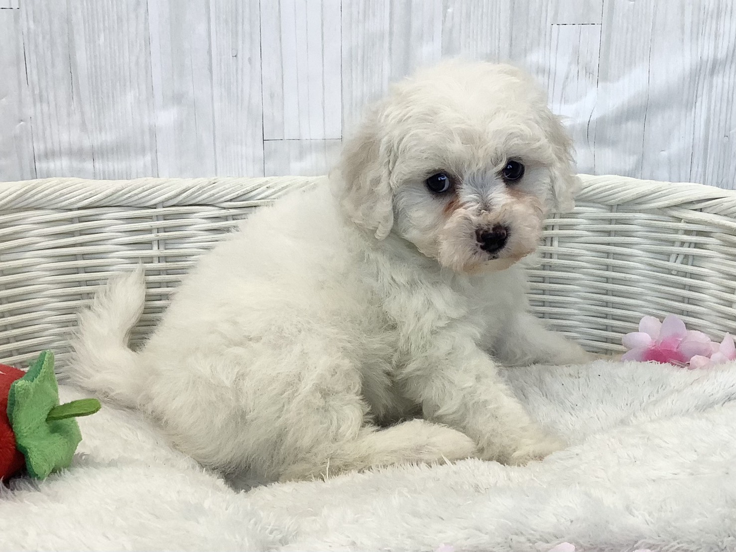奈良県のビションフリーゼ (マルエスペット はんな店/2026年2月8日生まれ/女の子/ホワイト)の子犬の2枚目の画像