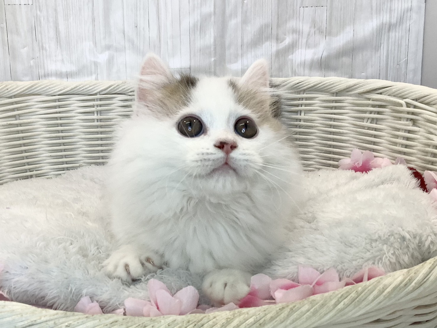 静岡県のマンチカン (マルエスペットホームアシスト店/2026年1月19日生まれ/男の子/ブラウンスポテッドタビー/ホワイトバン)の子猫の1枚目の画像