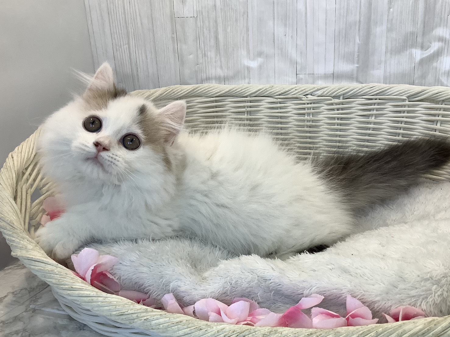 静岡県のマンチカン (マルエスペットホームアシスト店/2026年1月19日生まれ/男の子/ブラウンスポテッドタビー/ホワイトバン)の子猫の3枚目の画像