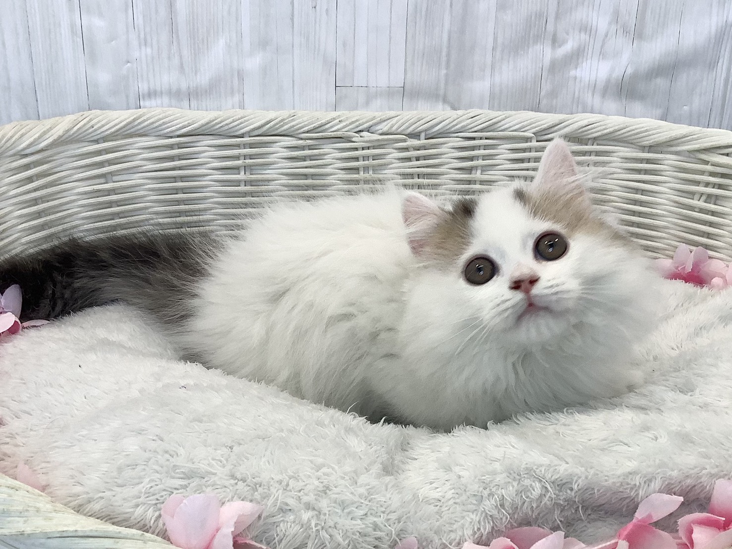 静岡県のマンチカン (マルエスペットホームアシスト店/2026年1月19日生まれ/男の子/ブラウンスポテッドタビー/ホワイトバン)の子猫の2枚目の画像