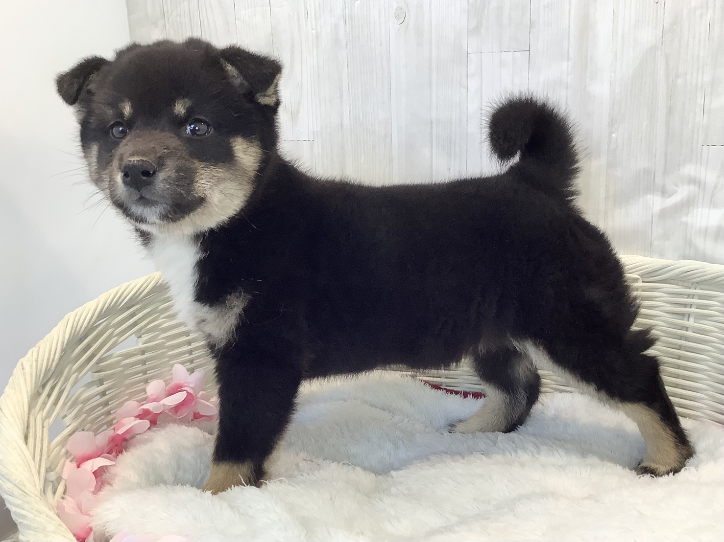 奈良県の柴犬(標準サイズ) (マルエスペット 奈良店/2026年2月2日生まれ/男の子/黒)の子犬の3枚目の画像