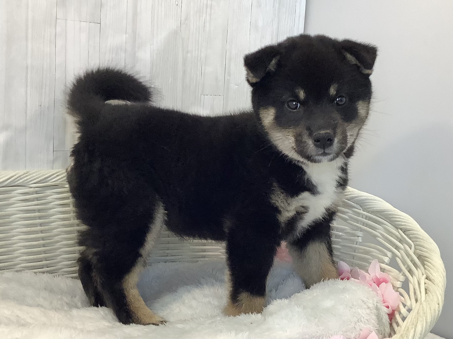 奈良県の柴犬(標準サイズ) (マルエスペット 奈良店/2026年2月2日生まれ/男の子/黒)の子犬の2枚目の画像