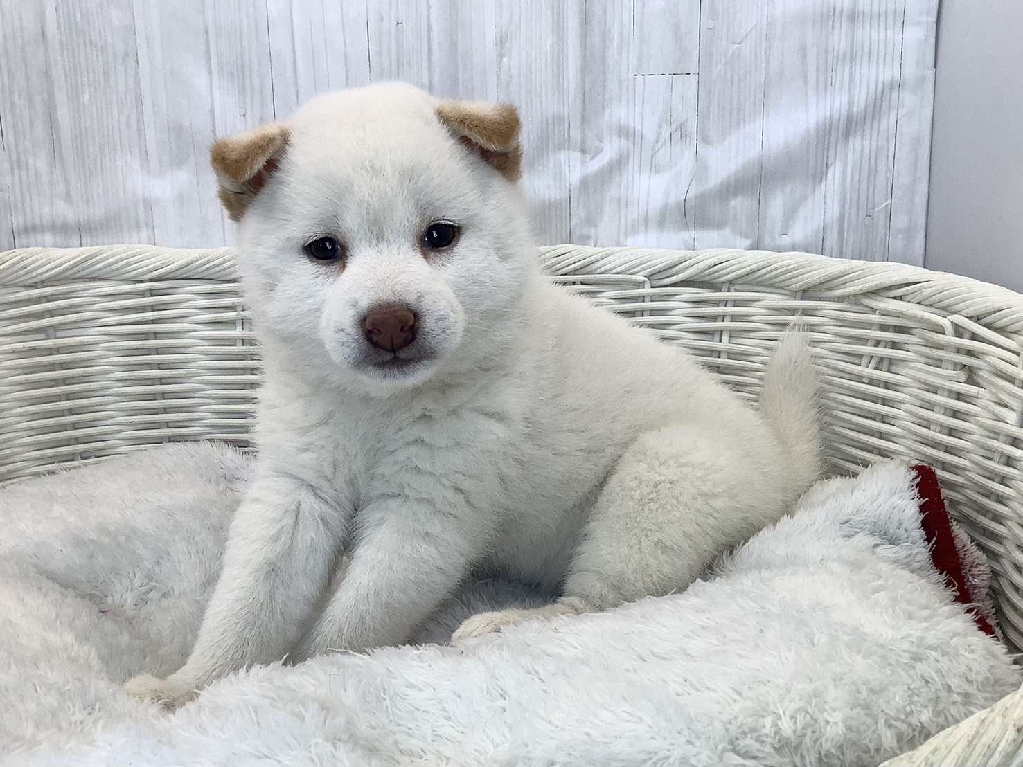 奈良県の柴犬(標準サイズ) (マルエスペット いかるが店/2026年2月9日生まれ/女の子/白)の子犬の3枚目の画像