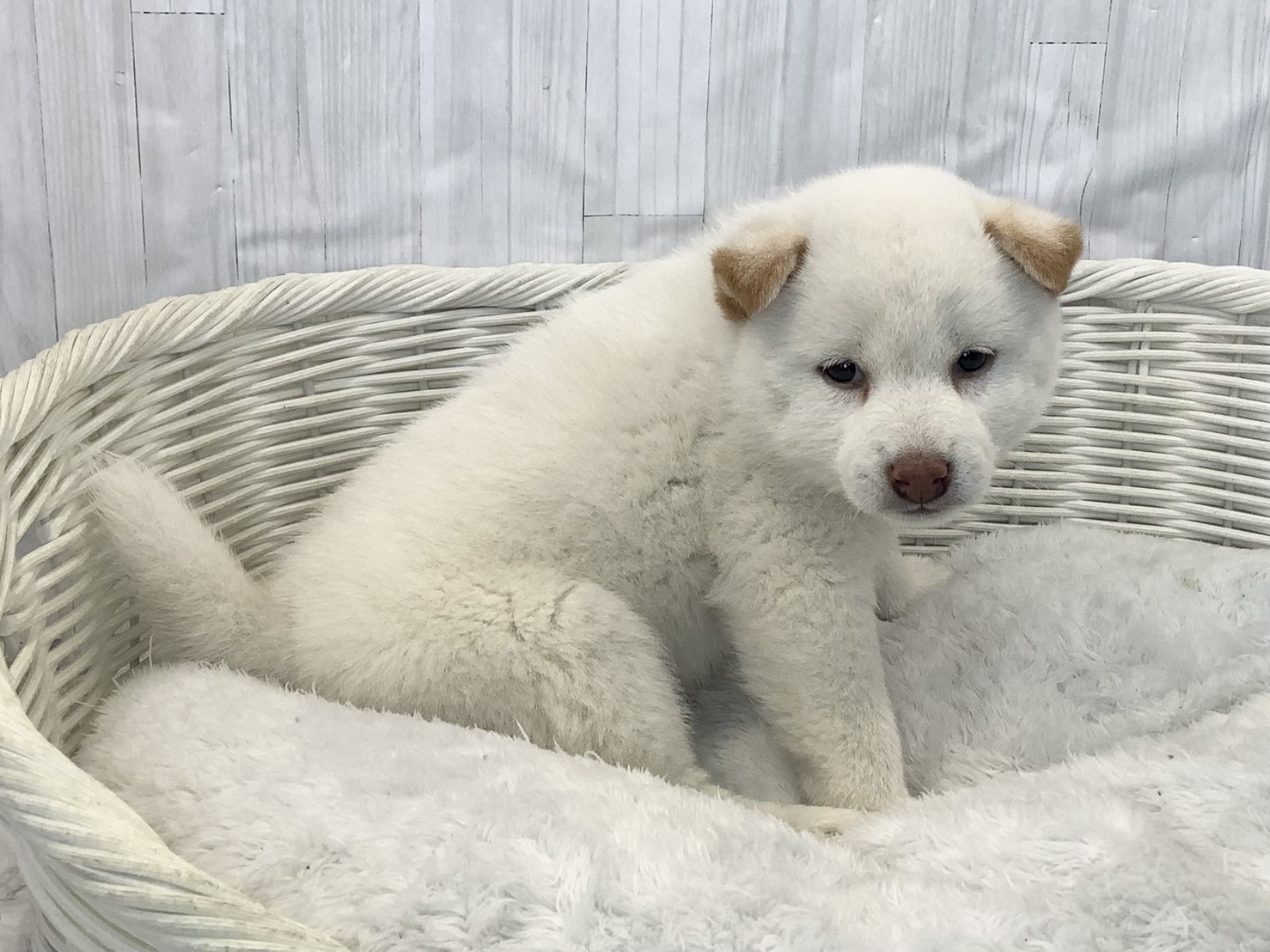 奈良県の柴犬(標準サイズ) (マルエスペット いかるが店/2026年2月9日生まれ/女の子/白)の子犬の2枚目の画像
