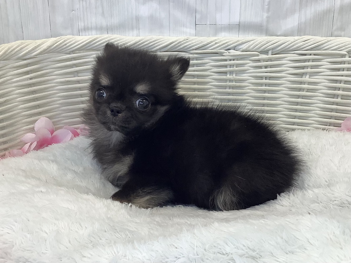 奈良県のチワワ(ロング) (マルエスペット 富雄店/2026年2月1日生まれ/男の子/ブラッククリーム)の子犬の3枚目の画像