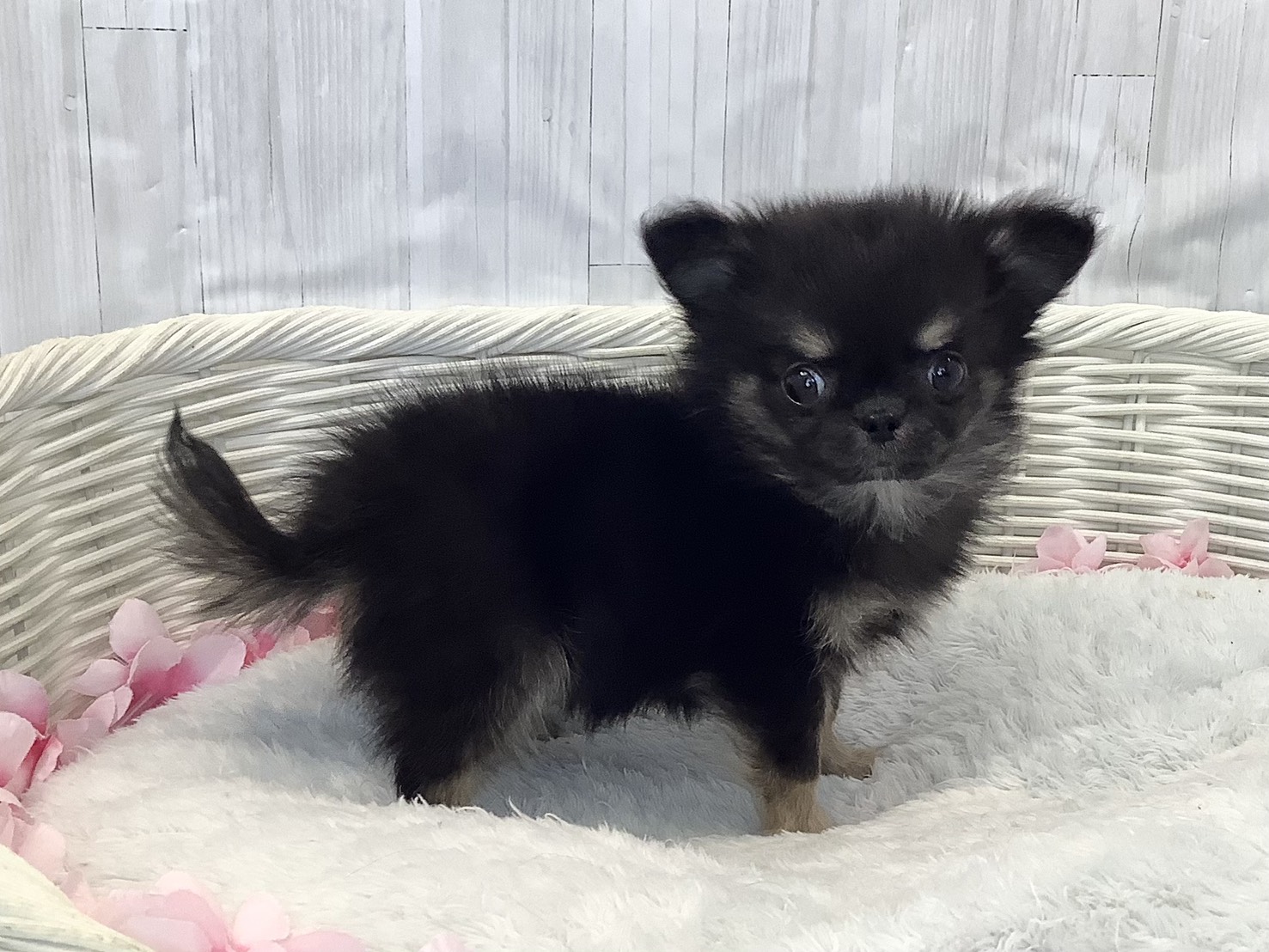 奈良県のチワワ(ロング) (マルエスペット 富雄店/2026年2月1日生まれ/男の子/ブラッククリーム)の子犬の2枚目の画像