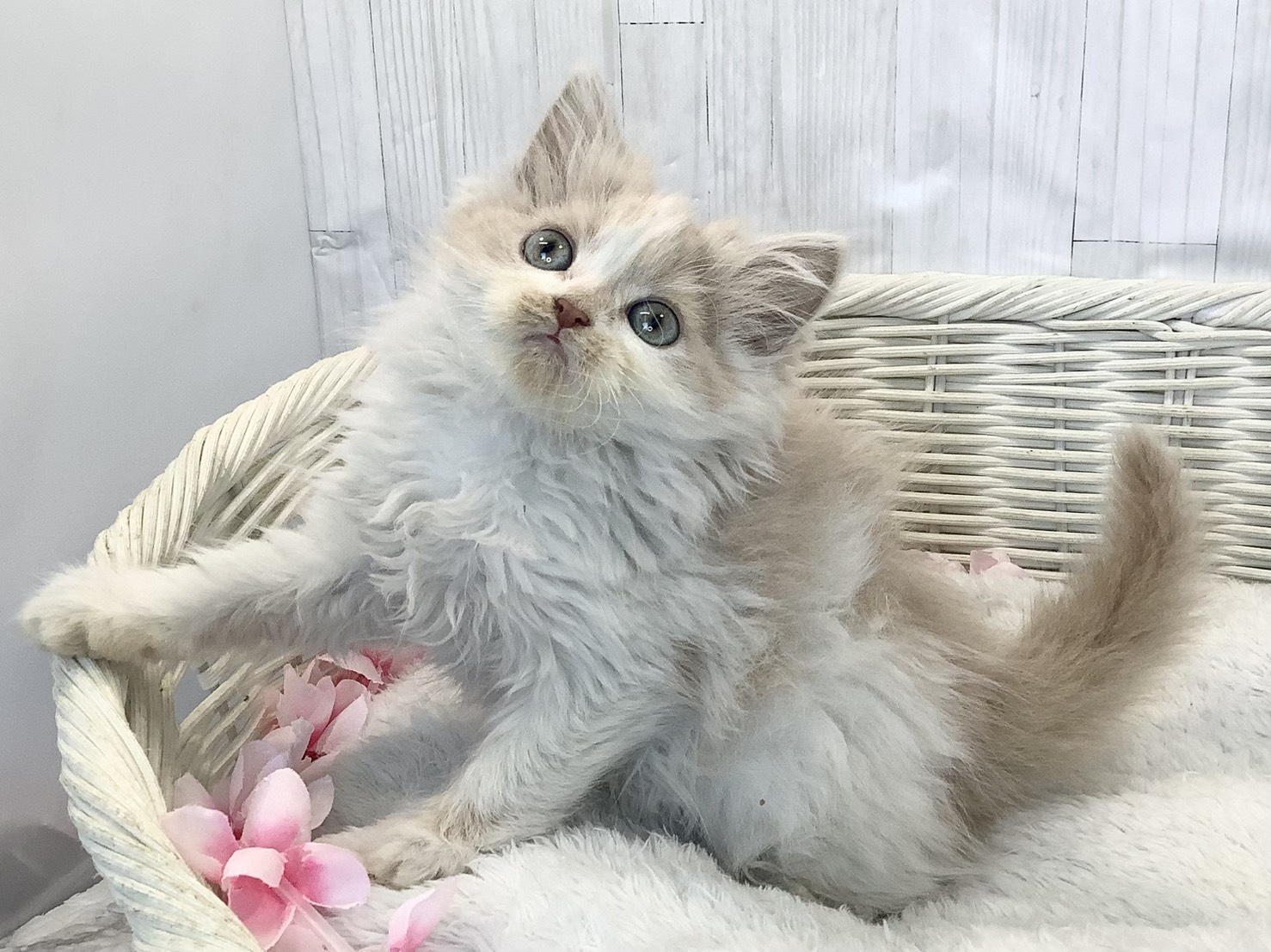神奈川県のスコティッシュフォールド (マルエスペット相模大野店/2026年2月9日生まれ/女の子/クリームタビーホワイト)の子猫の3枚目の画像