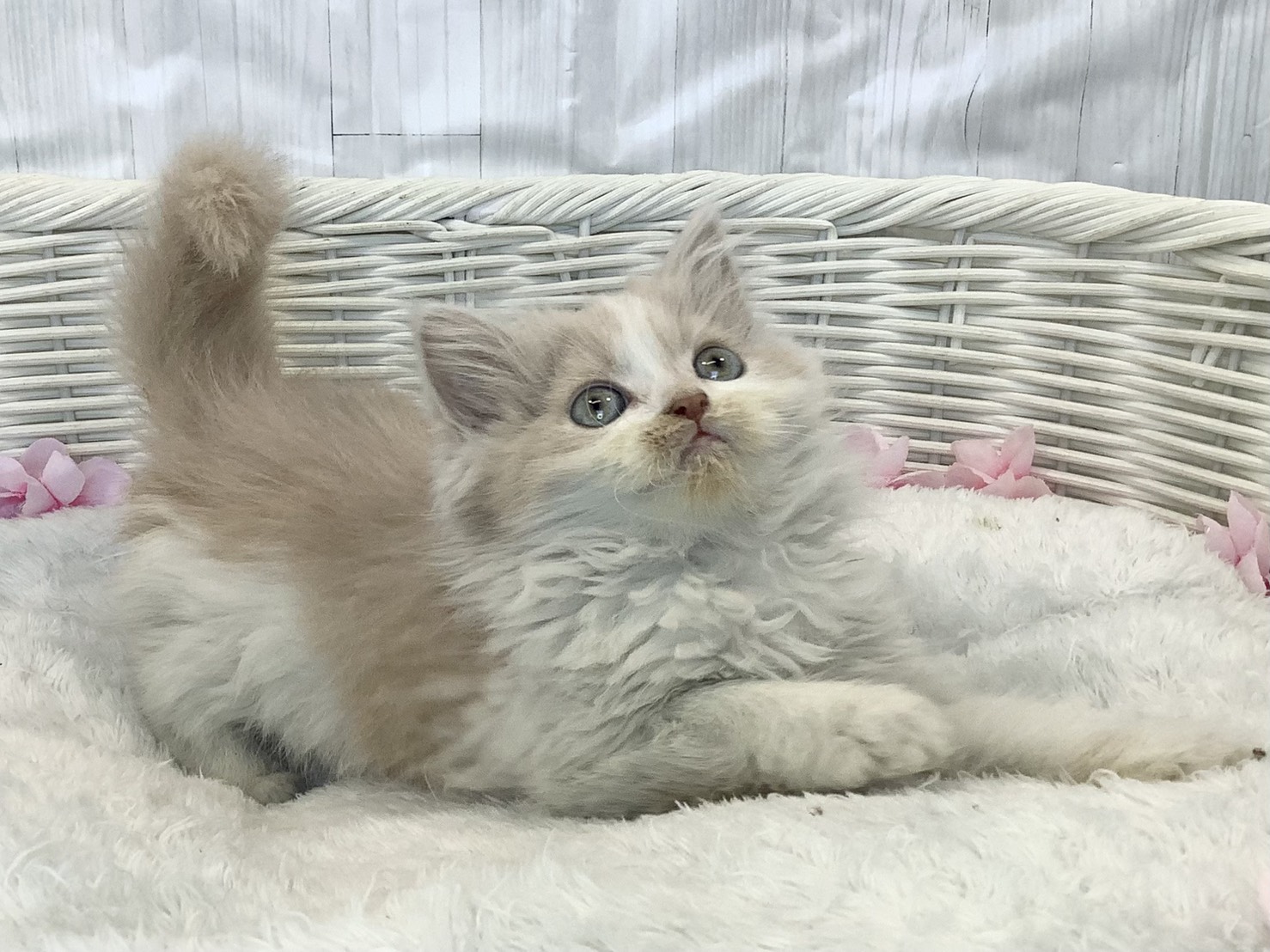 神奈川県のスコティッシュフォールド (マルエスペット相模大野店/2026年2月9日生まれ/女の子/クリームタビーホワイト)の子猫の2枚目の画像