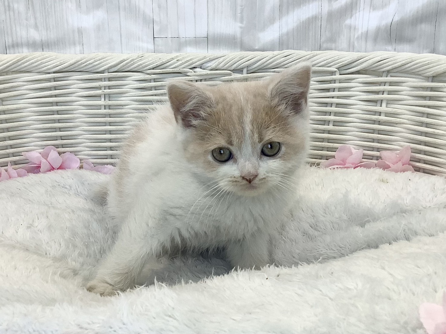 静岡県のスコティッシュフォールド (マルエスペット御殿場店/2026年2月9日生まれ/女の子/クリームタビーホワイト)の子猫の1枚目の画像