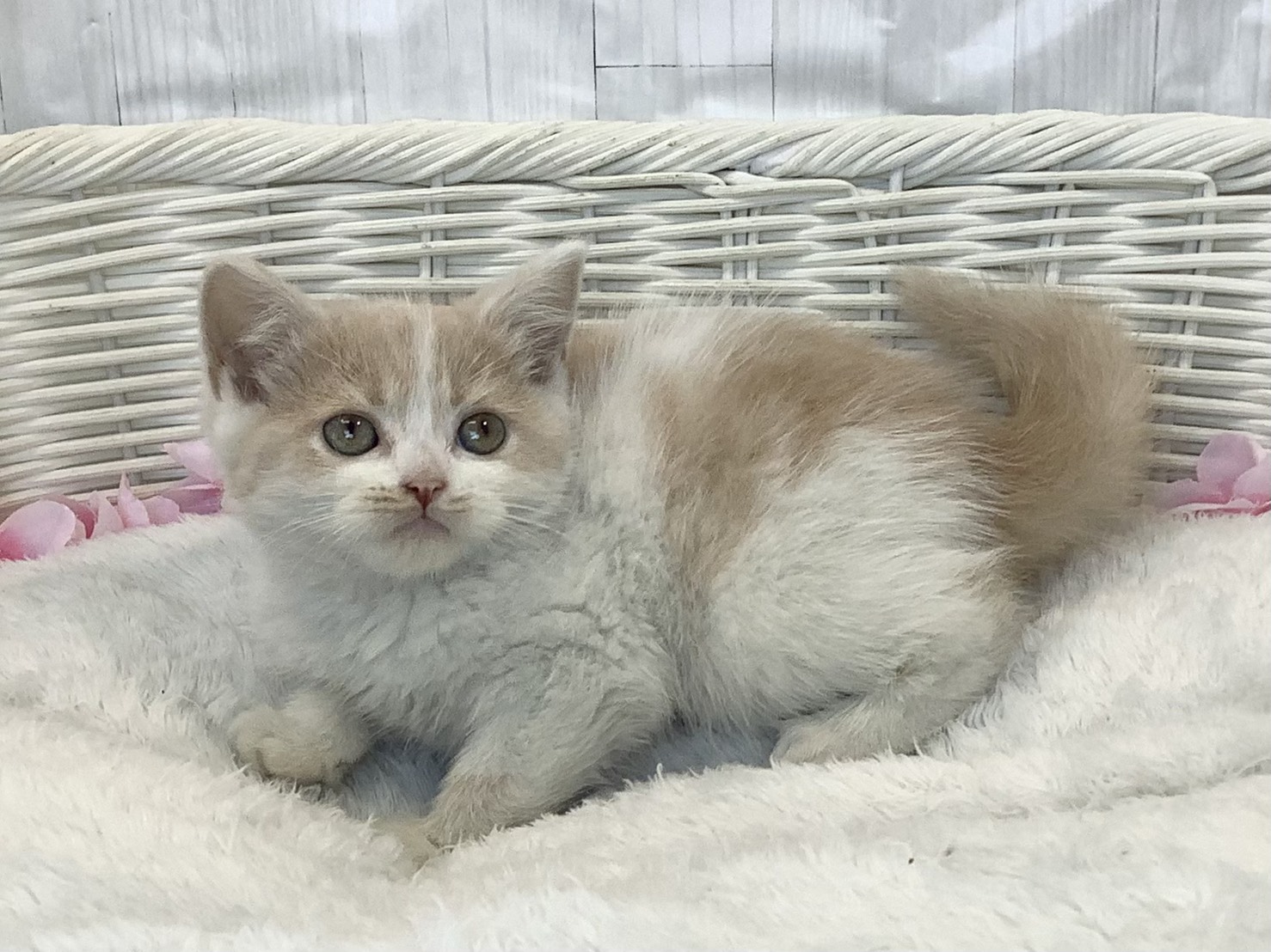 静岡県のスコティッシュフォールド (マルエスペット御殿場店/2026年2月9日生まれ/女の子/クリームタビーホワイト)の子猫の3枚目の画像