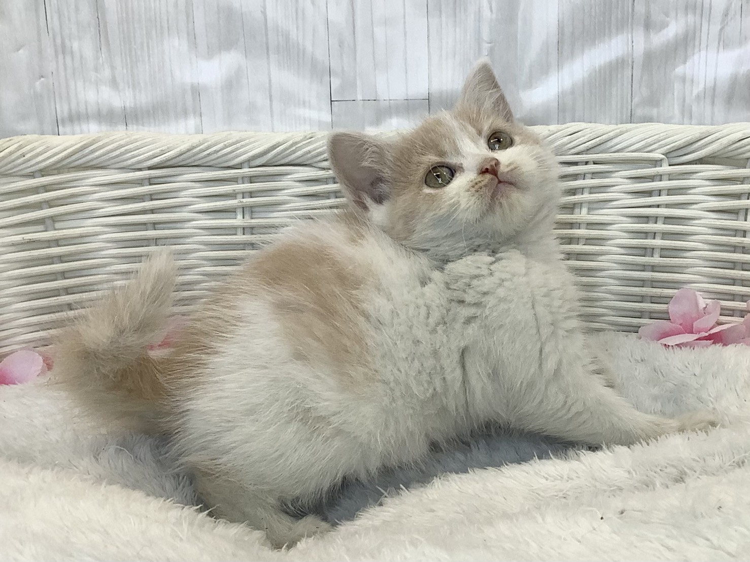静岡県のスコティッシュフォールド (マルエスペット御殿場店/2026年2月9日生まれ/女の子/クリームタビーホワイト)の子猫の2枚目の画像