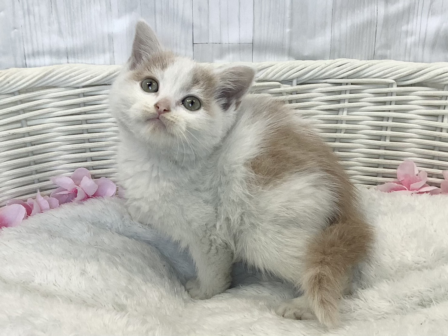 静岡県のスコティッシュフォールド (マルエスペット富士店/2026年2月9日生まれ/女の子/クリームタビーホワイト)の子猫の3枚目の画像