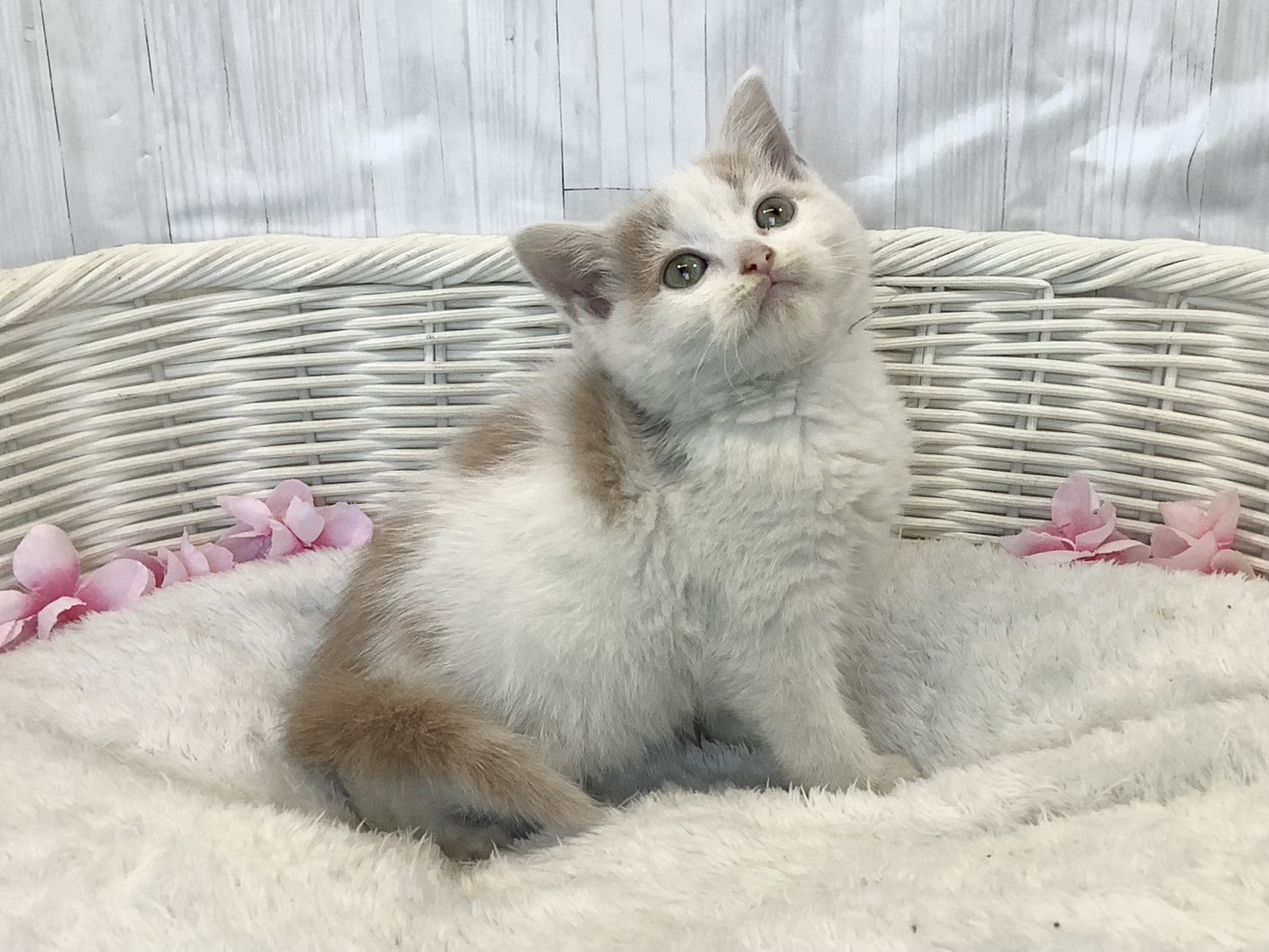 静岡県のスコティッシュフォールド (マルエスペット富士店/2026年2月9日生まれ/女の子/クリームタビーホワイト)の子猫の2枚目の画像