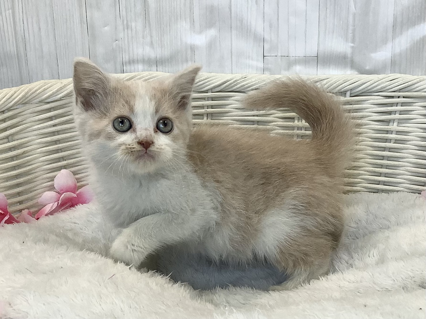 奈良県のスコティッシュフォールド (マルエスペット いかるが店/2026年2月9日生まれ/女の子/クリームタビーホワイト)の子猫の3枚目の画像