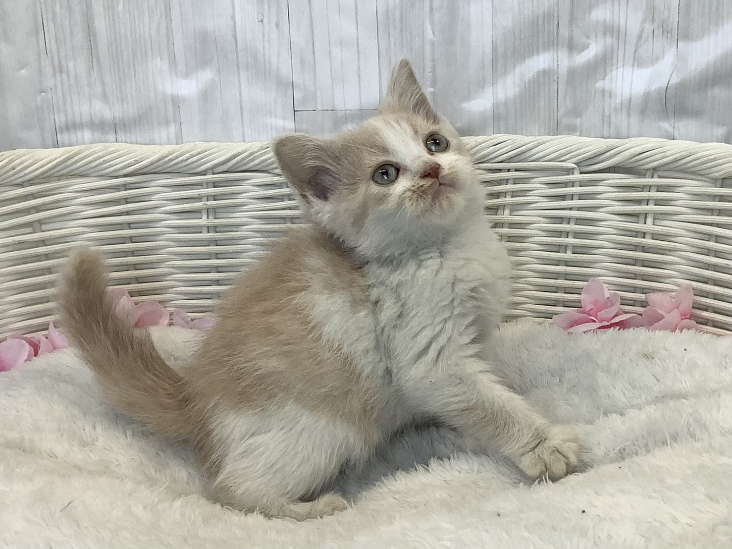 奈良県のスコティッシュフォールド (マルエスペット いかるが店/2026年2月9日生まれ/女の子/クリームタビーホワイト)の子猫の2枚目の画像
