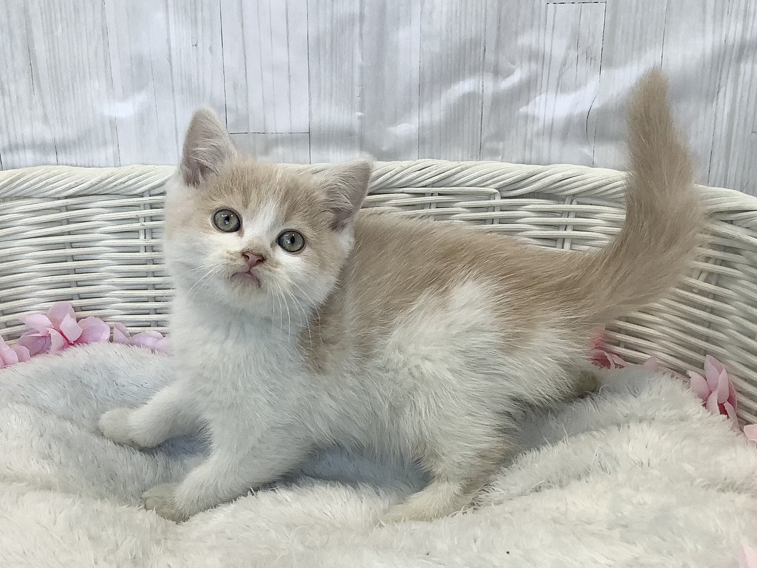 静岡県のスコティッシュフォールド (マルエスペット富士見台店/2026年2月9日生まれ/男の子/クリームタビーホワイト)の子猫の3枚目の画像