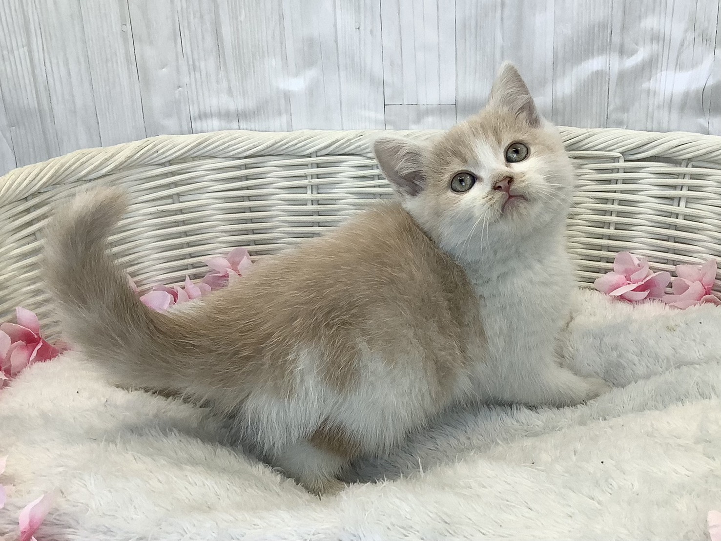 静岡県のスコティッシュフォールド (マルエスペット富士見台店/2026年2月9日生まれ/男の子/クリームタビーホワイト)の子猫の2枚目の画像