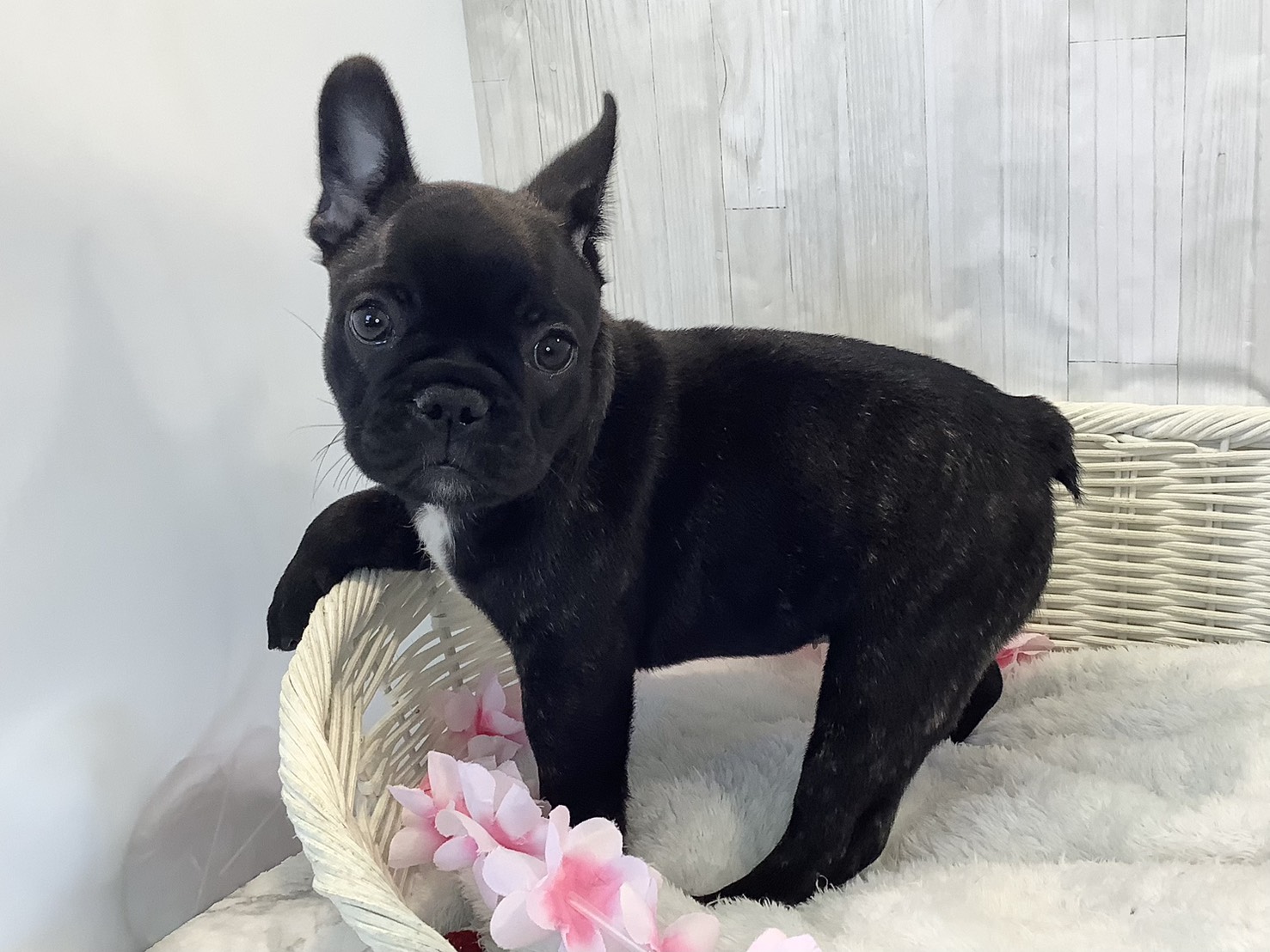 奈良県のフレンチブルドッグ (マルエスペット はんな店/2026年1月30日生まれ/女の子/ブリンドル)の子犬の3枚目の画像