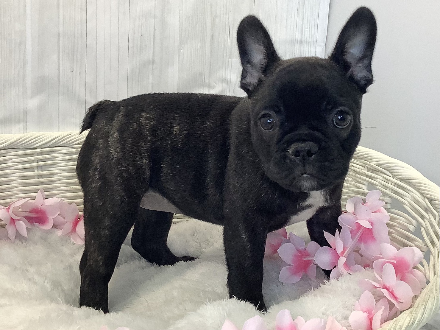 奈良県のフレンチブルドッグ (マルエスペット はんな店/2026年1月30日生まれ/女の子/ブリンドル)の子犬の2枚目の画像