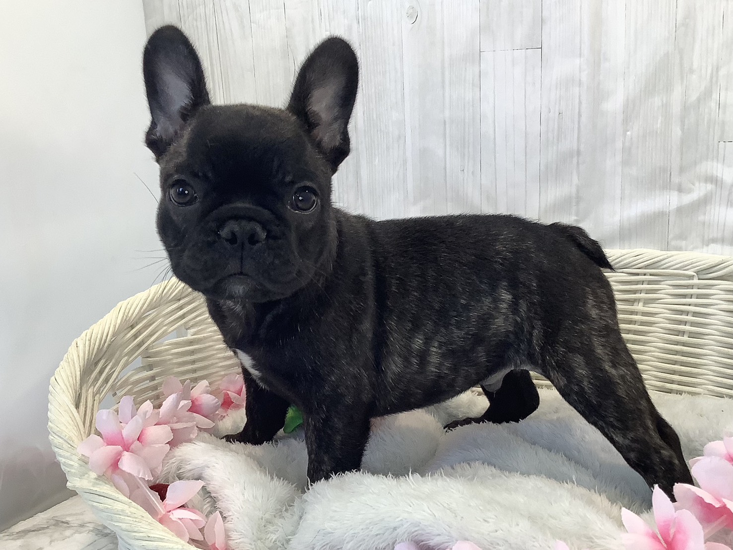 奈良県のフレンチブルドッグ (マルエスペット いかるが店/2026年1月30日生まれ/男の子/ブリンドル)の子犬の3枚目の画像