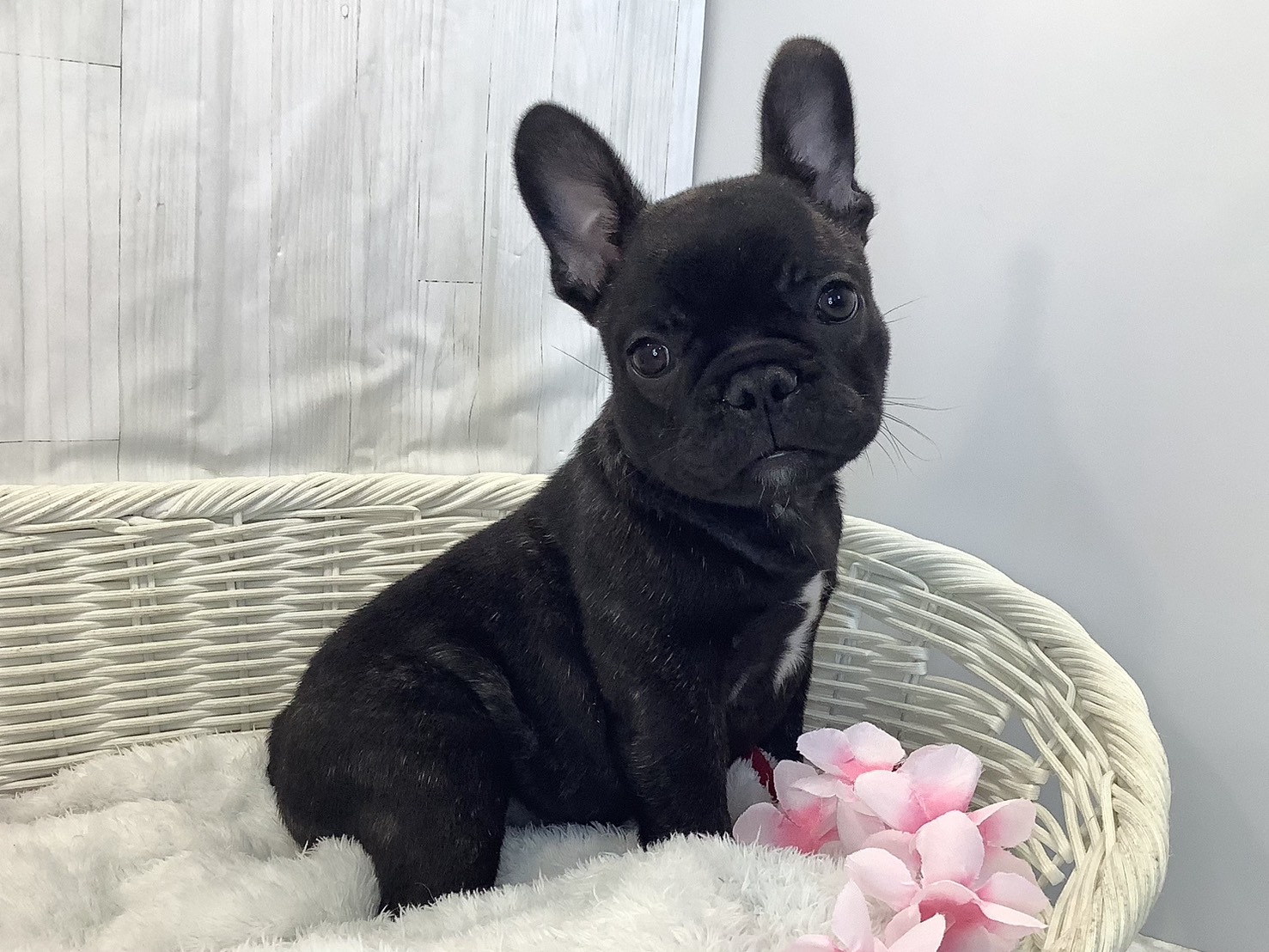 奈良県のフレンチブルドッグ (マルエスペット いかるが店/2026年1月30日生まれ/男の子/ブリンドル)の子犬の2枚目の画像