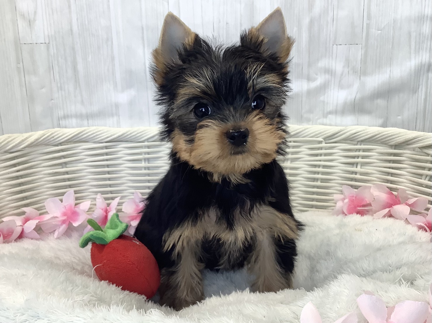 神奈川県のヨークシャーテリア (マルエスペット相模大野店/2026年2月6日生まれ/女の子/スチールブルータン)の子犬の1枚目の画像