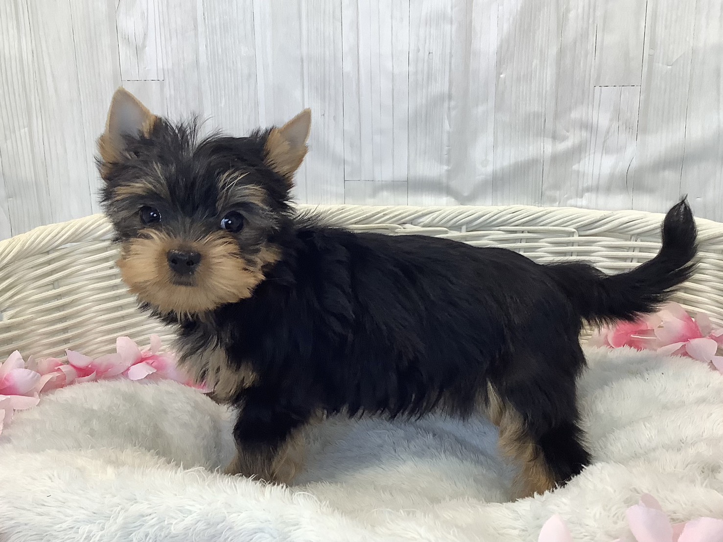 神奈川県のヨークシャーテリア (マルエスペット相模大野店/2026年2月6日生まれ/女の子/スチールブルータン)の子犬の3枚目の画像