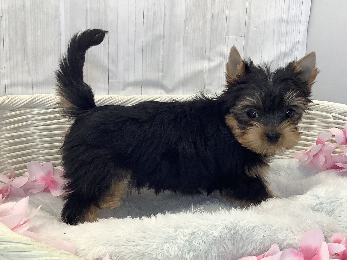 神奈川県のヨークシャーテリア (マルエスペット相模大野店/2026年2月6日生まれ/女の子/スチールブルータン)の子犬の2枚目の画像