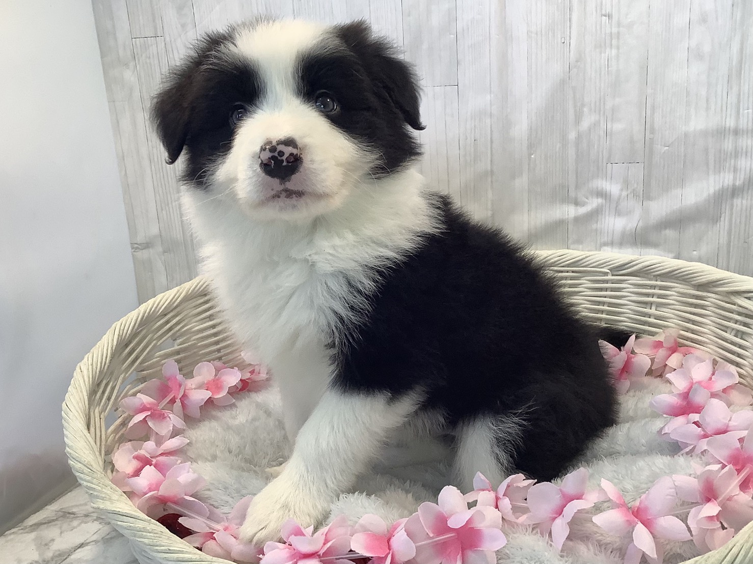 静岡県のボーダーコリー (マルエスペットホームアシスト店/2026年2月9日生まれ/男の子/ブラウンホワイト)の子犬の3枚目の画像