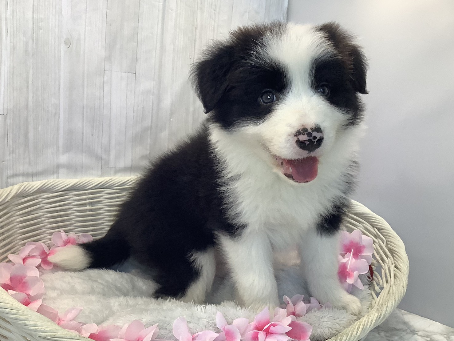 静岡県のボーダーコリー (マルエスペットホームアシスト店/2026年2月9日生まれ/男の子/ブラウンホワイト)の子犬の2枚目の画像