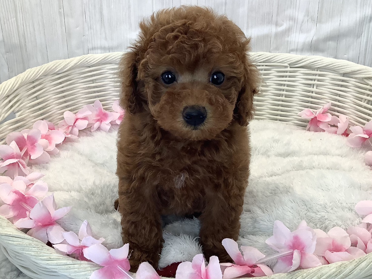 奈良県のトイプードル(トイ) (マルエスペット 押熊店/2026年2月10日生まれ/女の子/レッドフォーン)の子犬の1枚目の画像