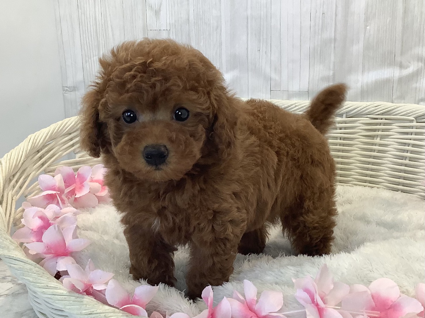 奈良県のトイプードル(トイ) (マルエスペット 押熊店/2026年2月10日生まれ/女の子/レッドフォーン)の子犬の3枚目の画像