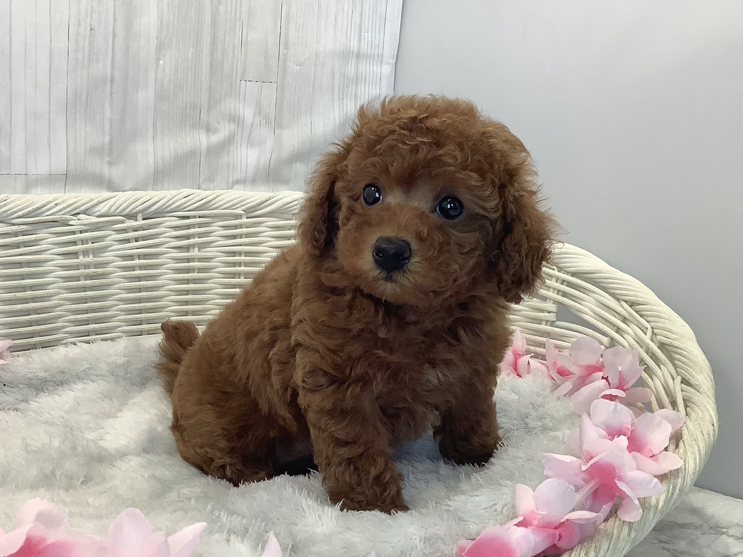 奈良県のトイプードル(トイ) (マルエスペット 押熊店/2026年2月10日生まれ/女の子/レッドフォーン)の子犬の2枚目の画像