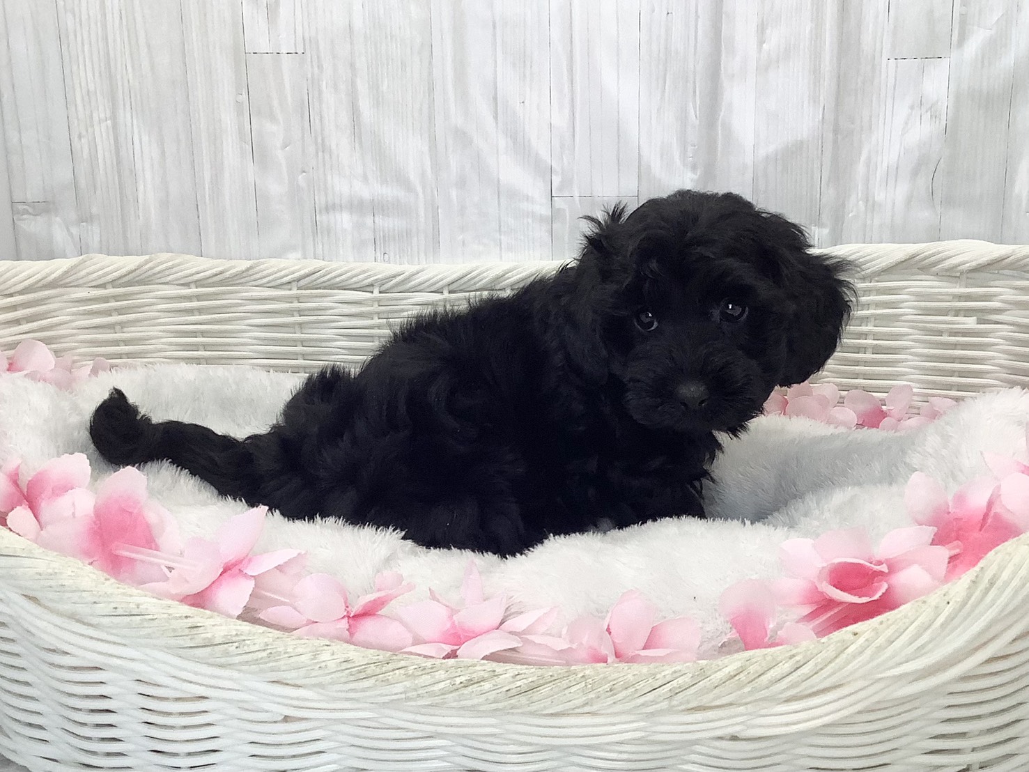 千葉県のダップー(ダックス×プードル) (マルエスペット千鳥町店/2026年2月16日生まれ/女の子/ブラック)の子犬の2枚目の画像