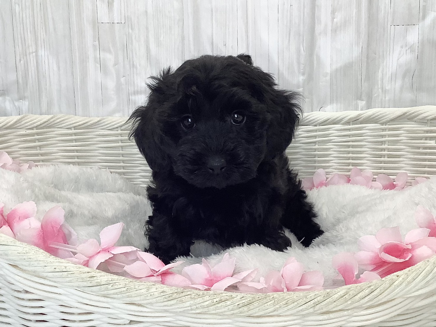 千葉県のダップー(ダックス×プードル) (マルエスペット千鳥町店/2026年2月16日生まれ/女の子/ブラック)の子犬の1枚目の画像