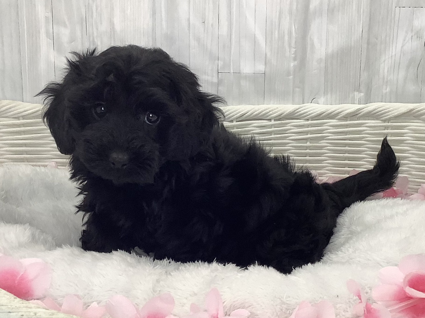 千葉県のダップー(ダックス×プードル) (マルエスペット千鳥町店/2026年2月16日生まれ/女の子/ブラック)の子犬の3枚目の画像