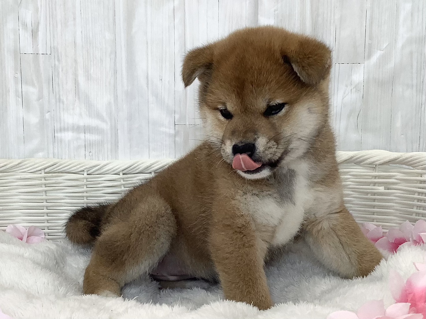 広島県の柴犬(標準サイズ) (マルエスペット広島段原ショッピングセンター店/2026年2月16日生まれ/女の子/赤)の子犬の2枚目の画像