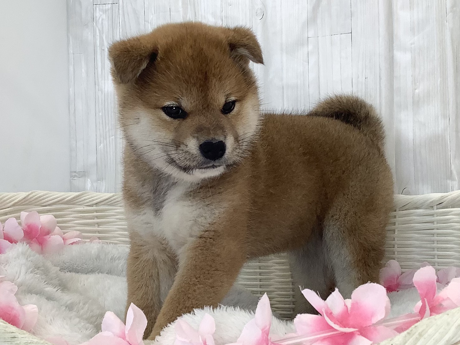 広島県の柴犬(標準サイズ) (マルエスペット広島段原ショッピングセンター店/2026年2月16日生まれ/女の子/赤)の子犬の3枚目の画像