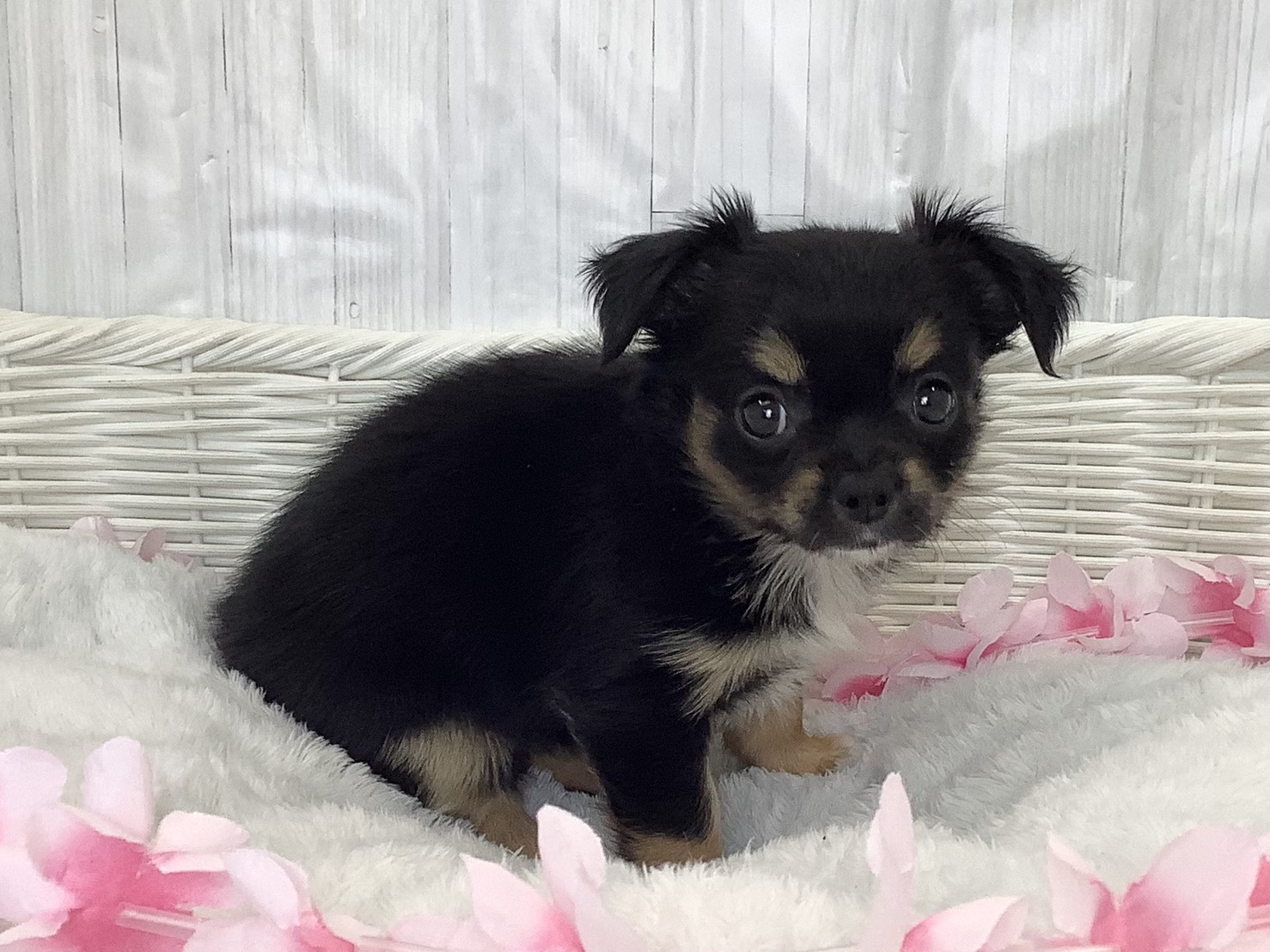 奈良県のチワワ(ロング) (マルエスペット ヒルステップ生駒店/2026年2月15日生まれ/女の子/ブラックタンホワイト)の子犬の2枚目の画像