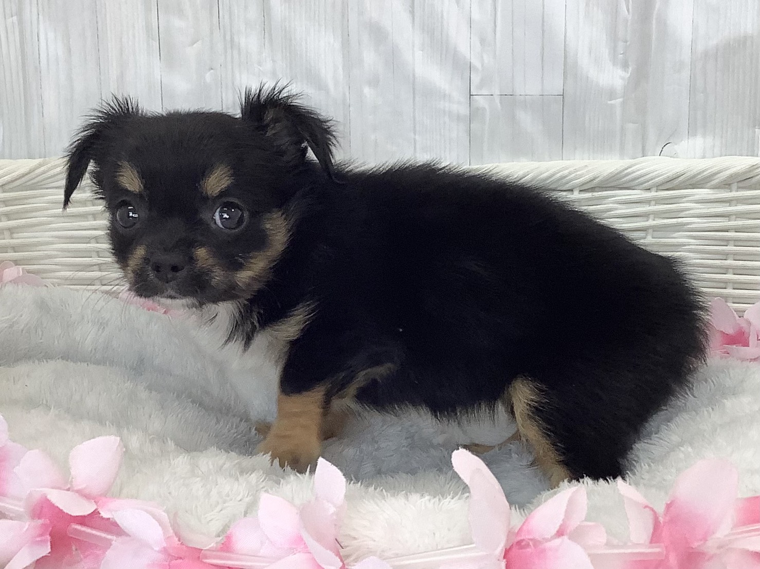 奈良県のチワワ(ロング) (マルエスペット ヒルステップ生駒店/2026年2月15日生まれ/女の子/ブラックタンホワイト)の子犬の3枚目の画像