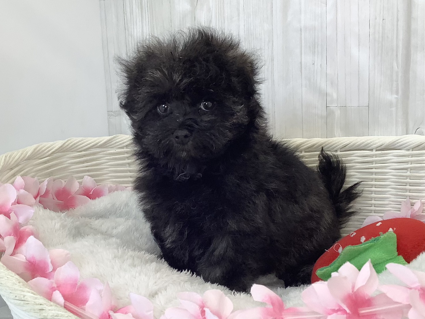 静岡県のマルプー(マルチーズ×プードル) (マルエスペット清水駒越店/2026年2月1日生まれ/女の子/ブラック)の子犬の3枚目の画像